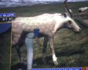 dannyboy_moose_hat2.jpg